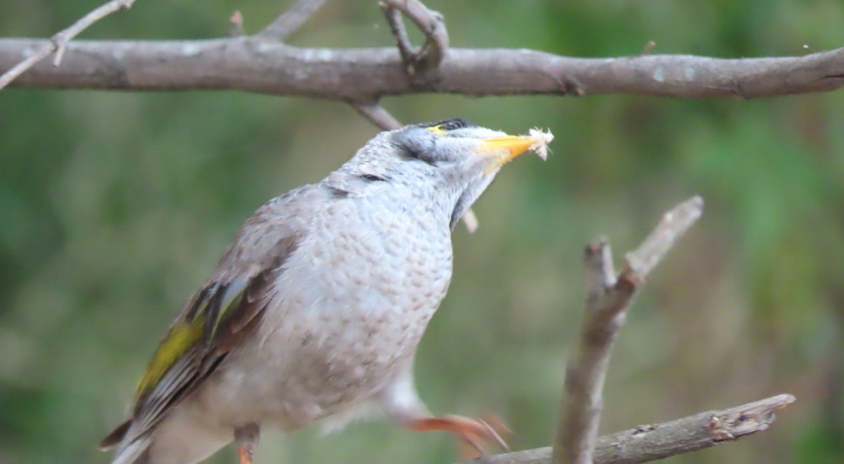 クロガオミツスイ - ML646676084