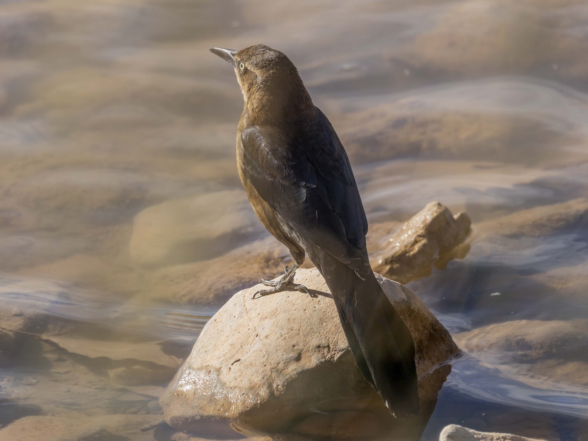 オナガクロムクドリモドキ - ML646676085