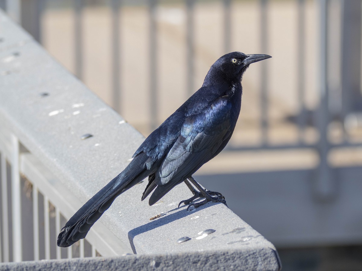 オナガクロムクドリモドキ - ML646676086