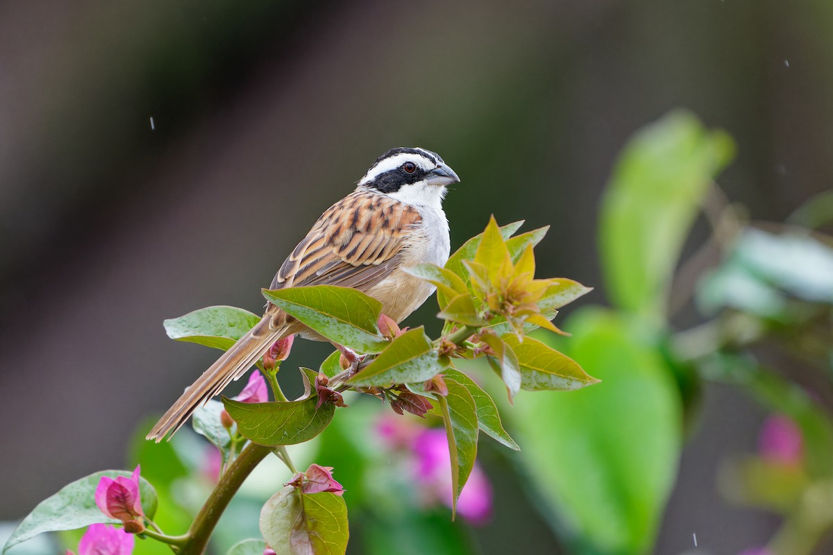 ホオグロスズメモドキ - ML646676087