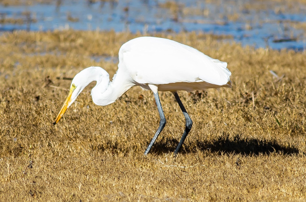 ダイサギ - ML646676088