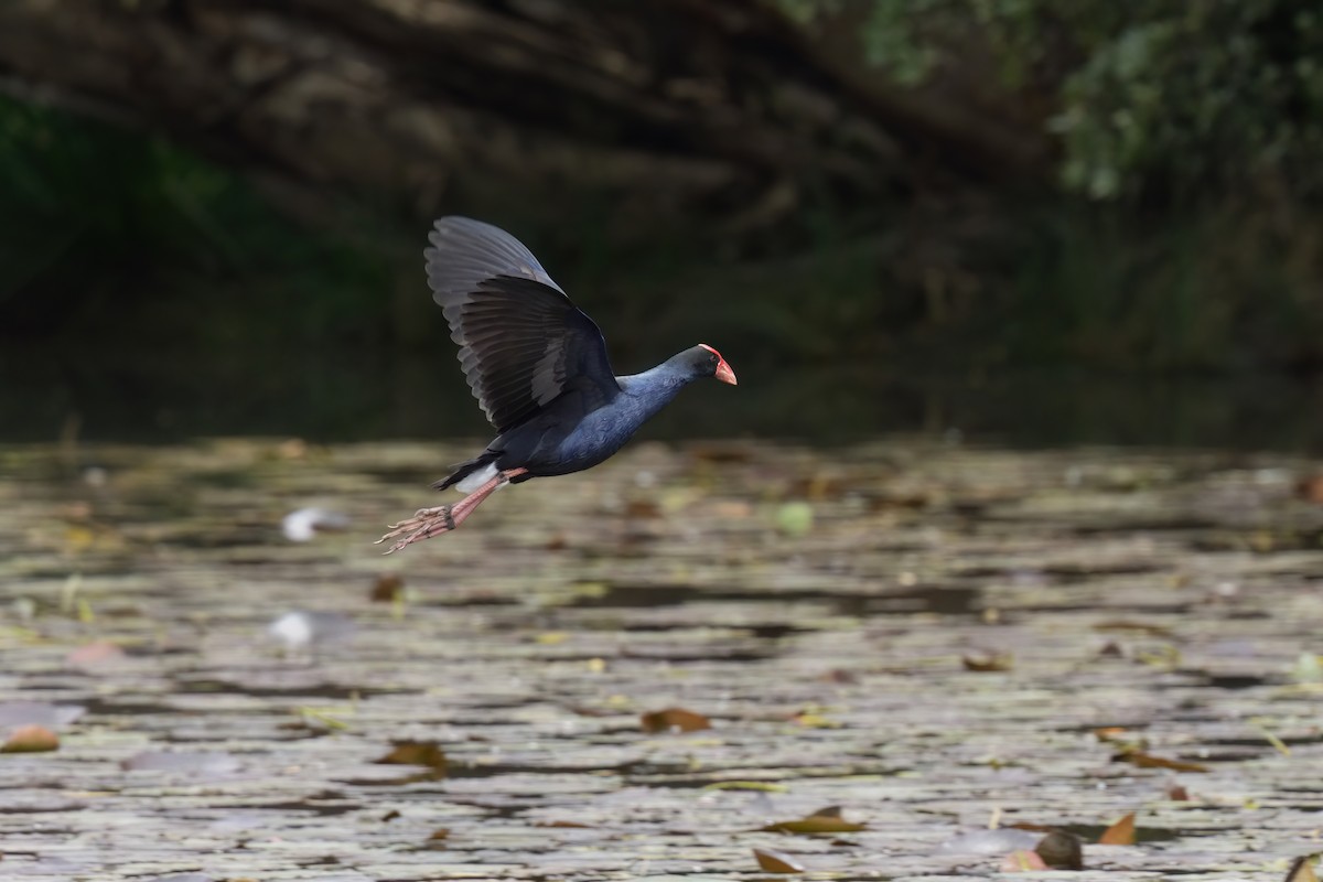 オーストラリアセイケイ - ML646676089