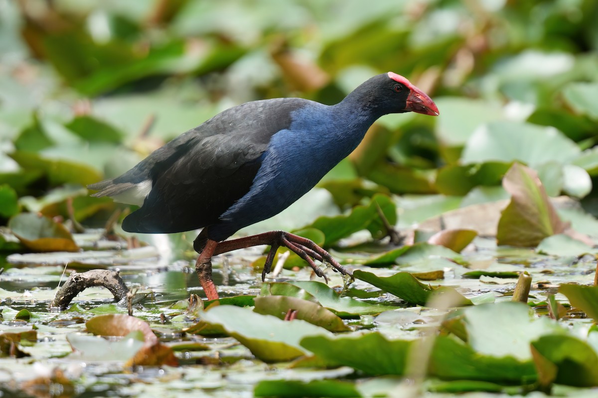 オーストラリアセイケイ - ML646676090