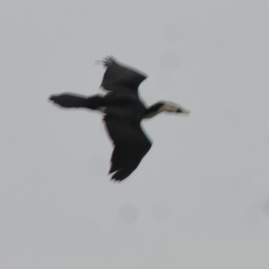 シロハラコビトウ - ML646676091