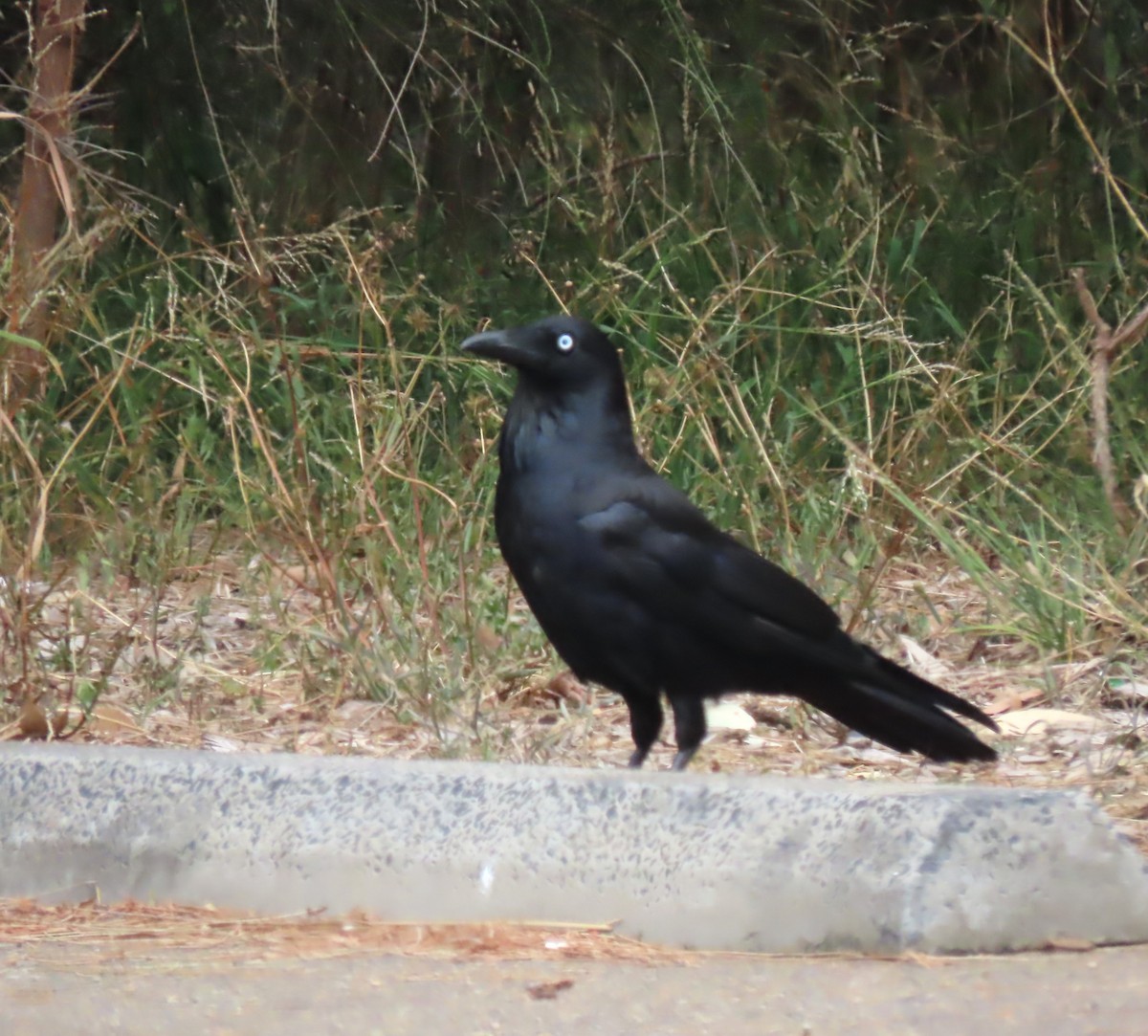 ミナミワタリガラス - ML646676092