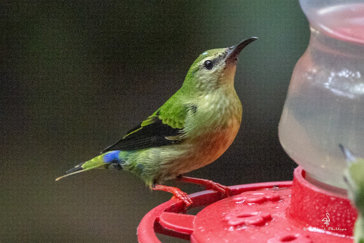 Red-legged Honeycreeper - ML646676094