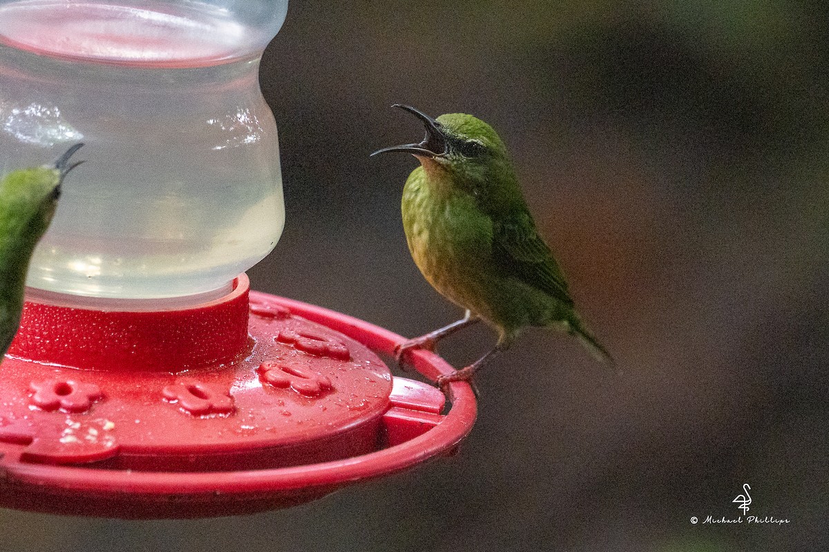 Red-legged Honeycreeper - ML646676095