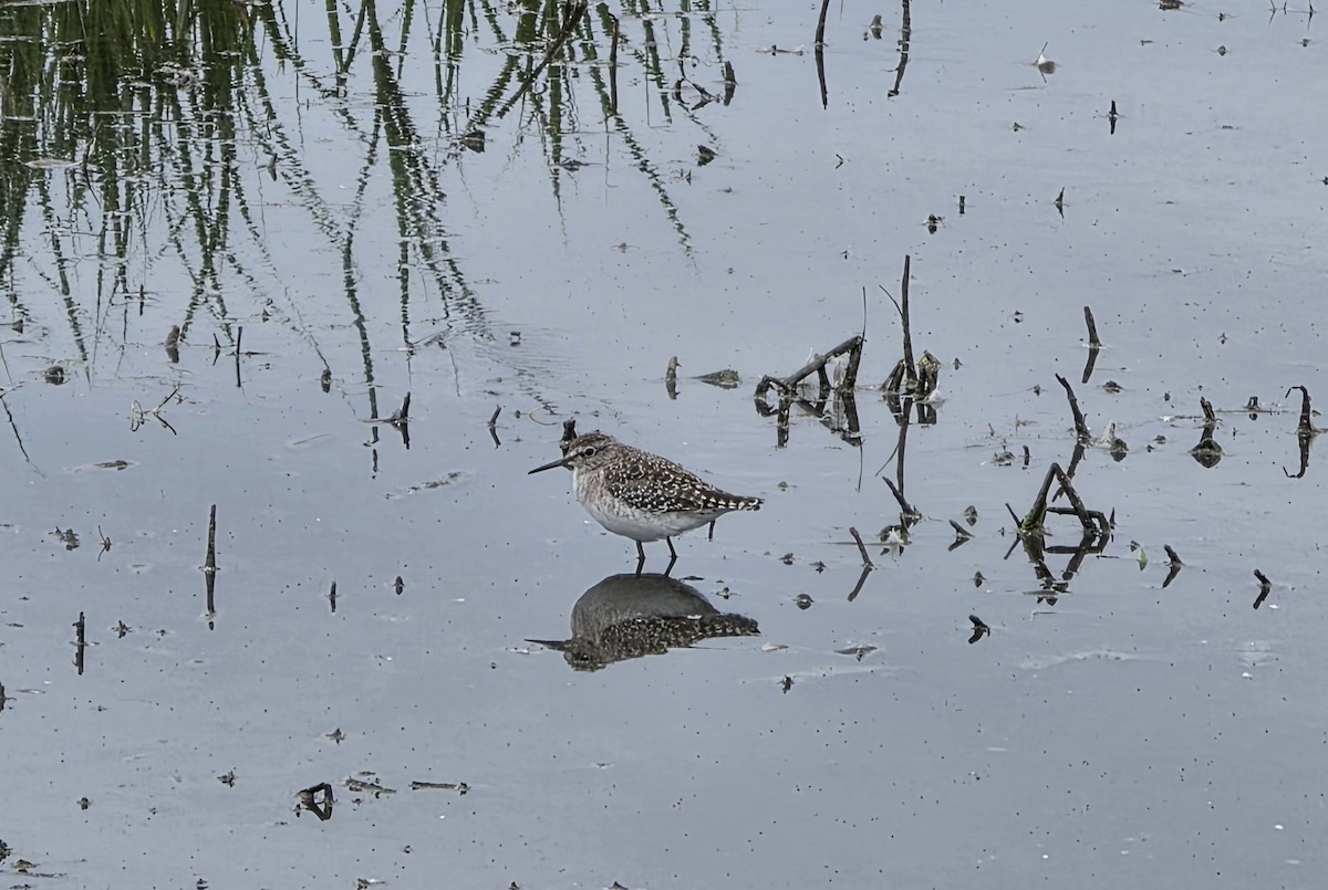 Wood Sandpiper - ML646676100