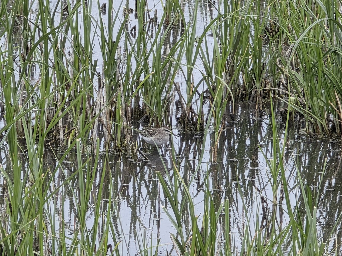 Wood Sandpiper - ML646676103