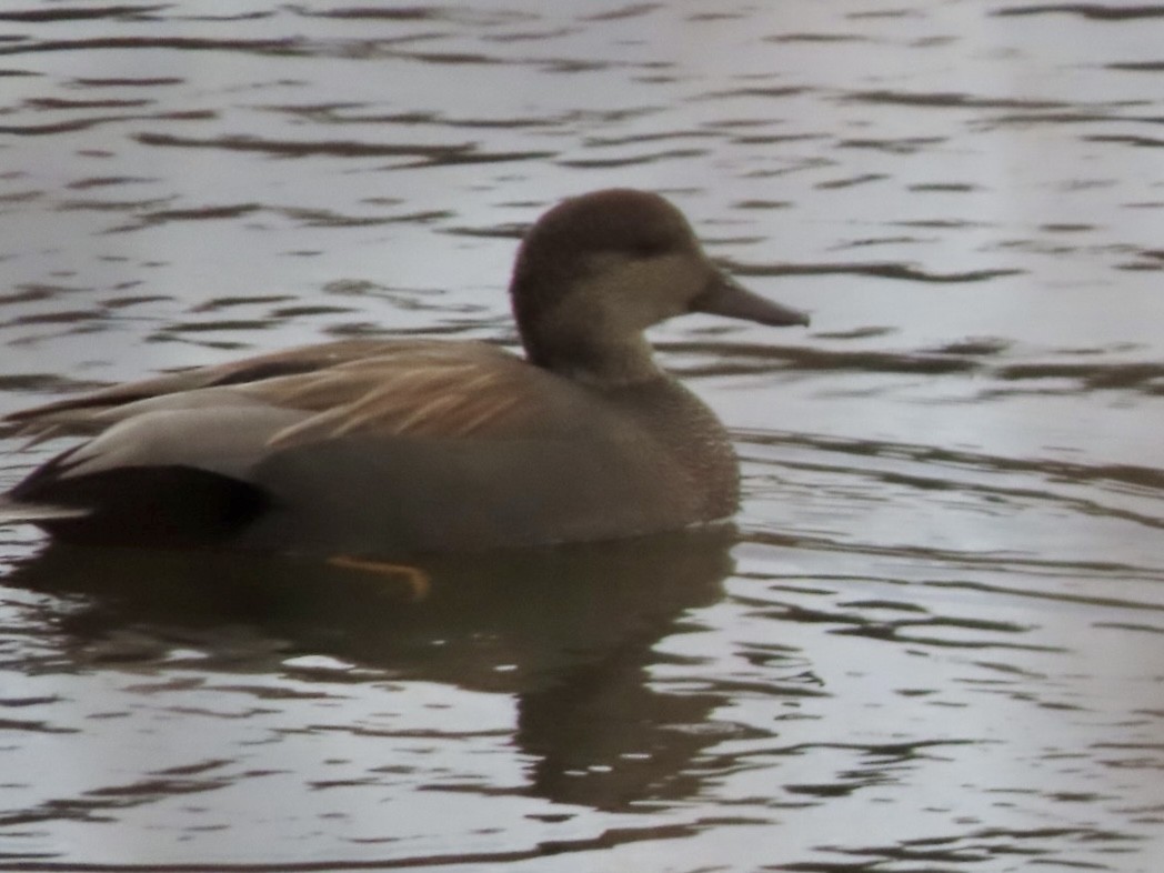 Gadwall - ML646676104