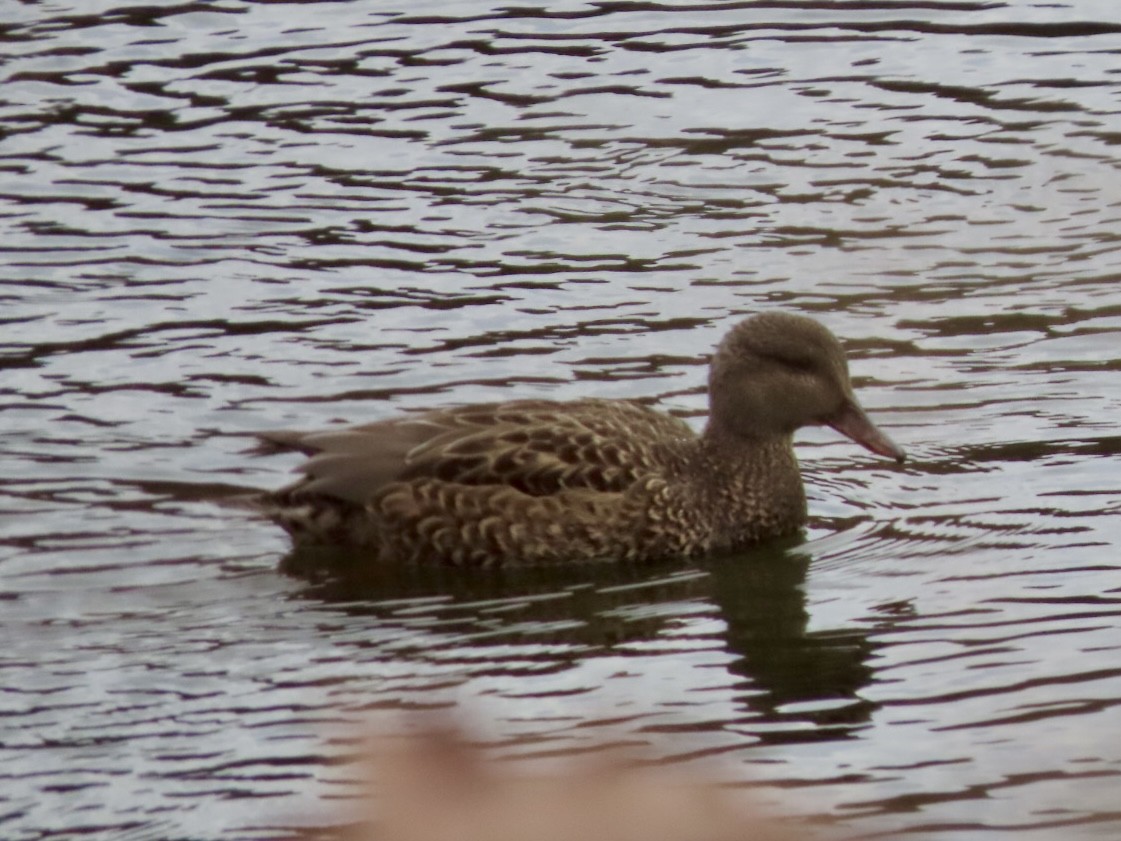 Gadwall - ML646676105