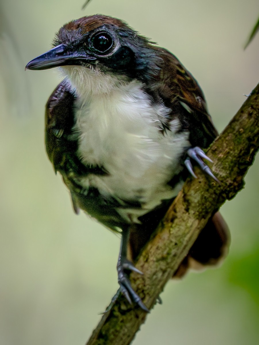 Bicolored Antbird - ML646676107