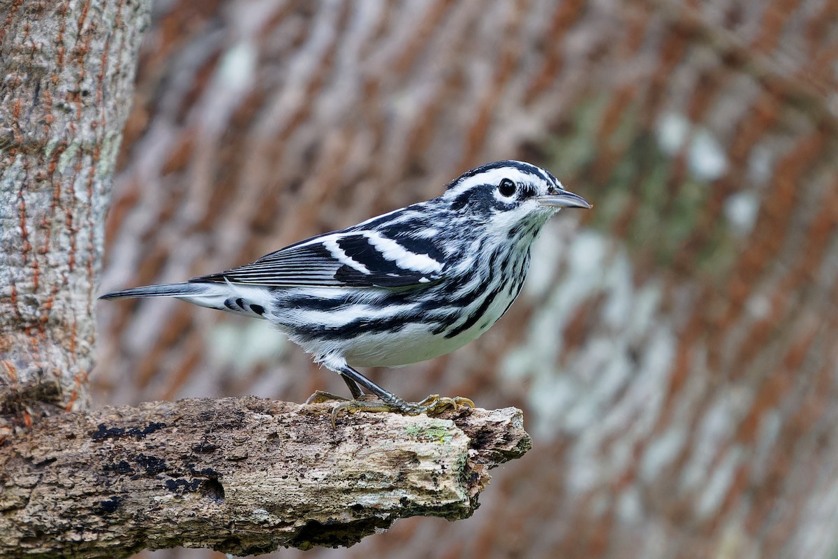 Black-and-white Warbler - ML646676115
