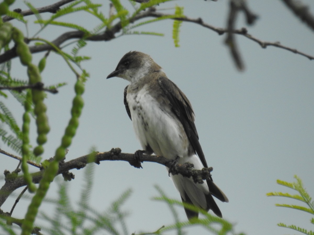 チャムネツバメ - ML646676125