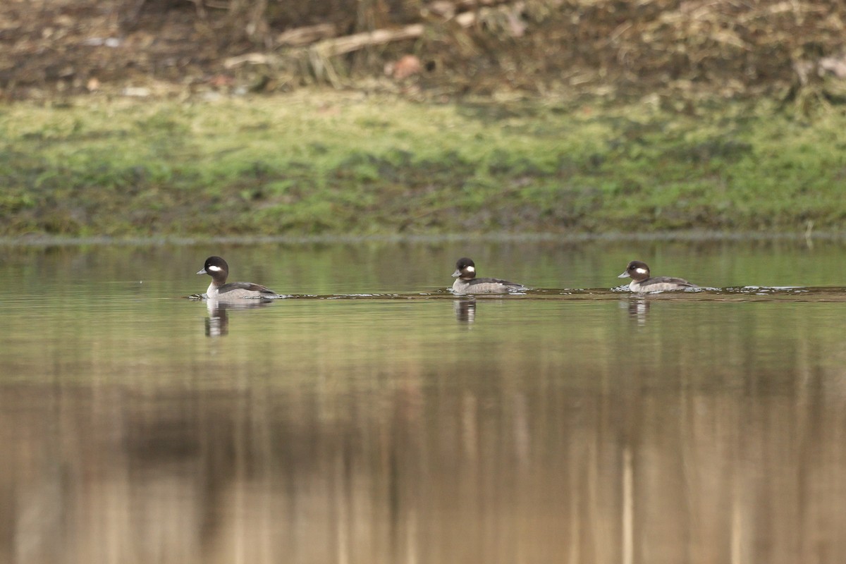 Bufflehead - ML646676126