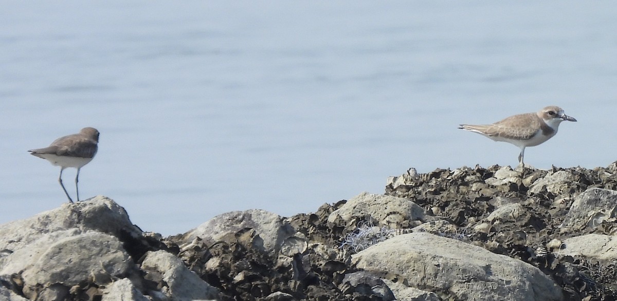 Greater Sand-Plover - ML646676131