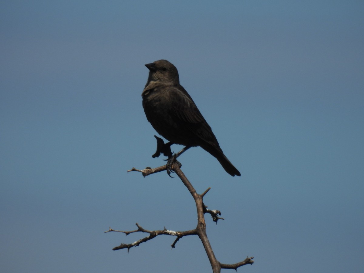 Shiny Cowbird - ML646676138