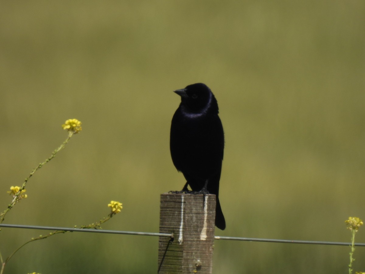 Shiny Cowbird - ML646676140