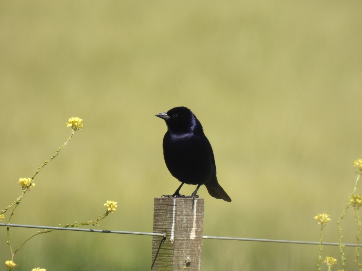 Shiny Cowbird - ML646676141