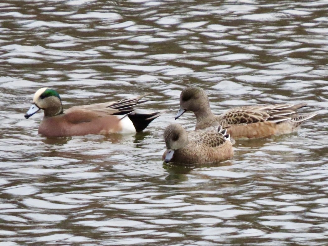 hvízdák americký - ML646676144