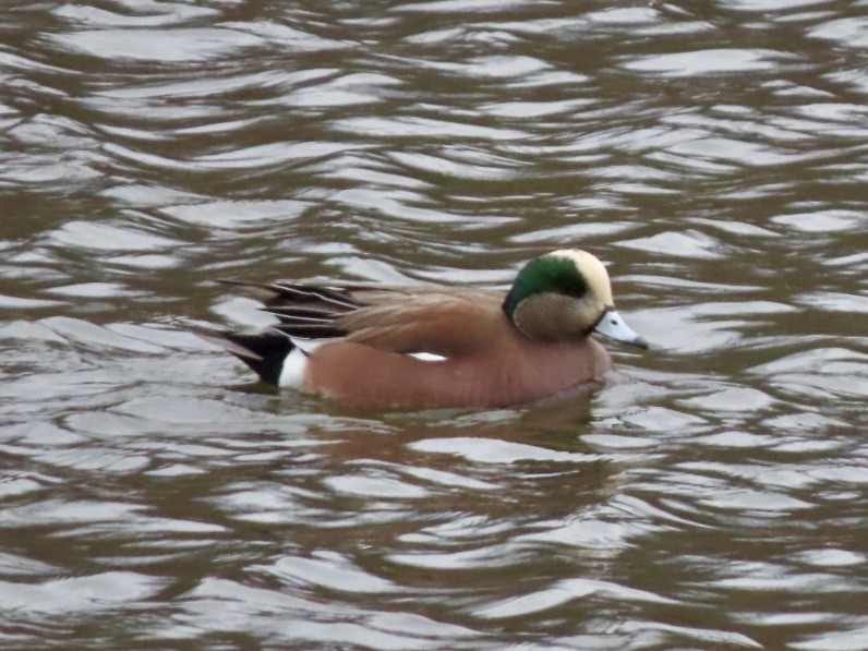 hvízdák americký - ML646676145