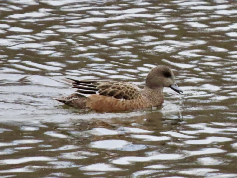 hvízdák americký - ML646676146