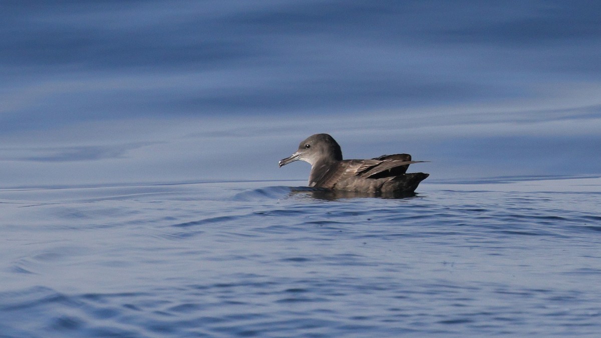 Sooty Shearwater - ML646676147