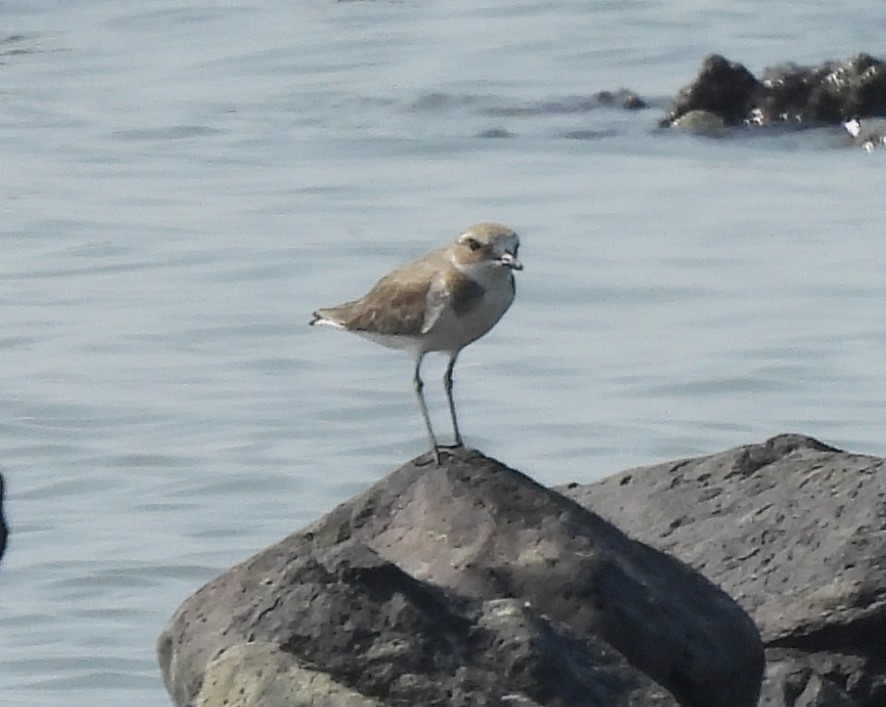 Greater Sand-Plover - ML646676148