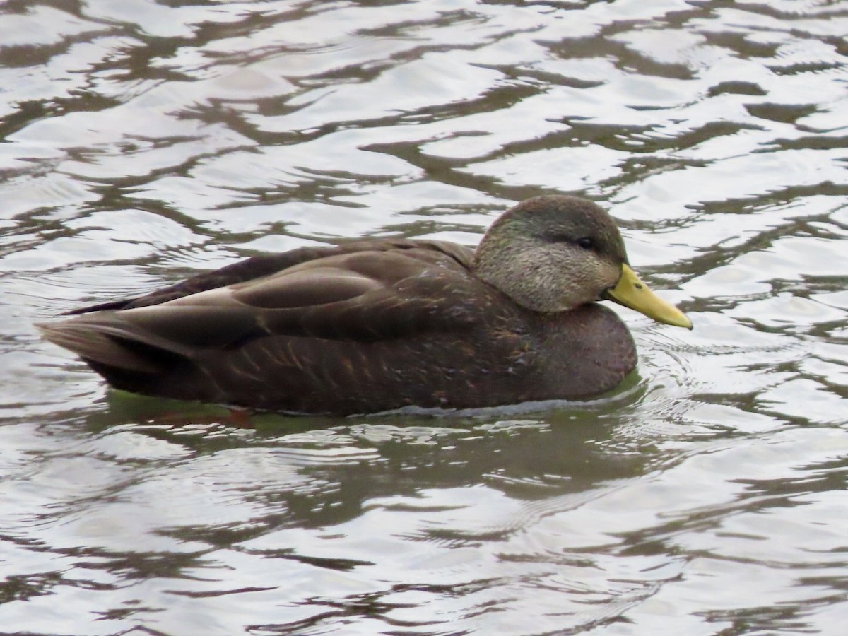 American Black Duck - ML646676152
