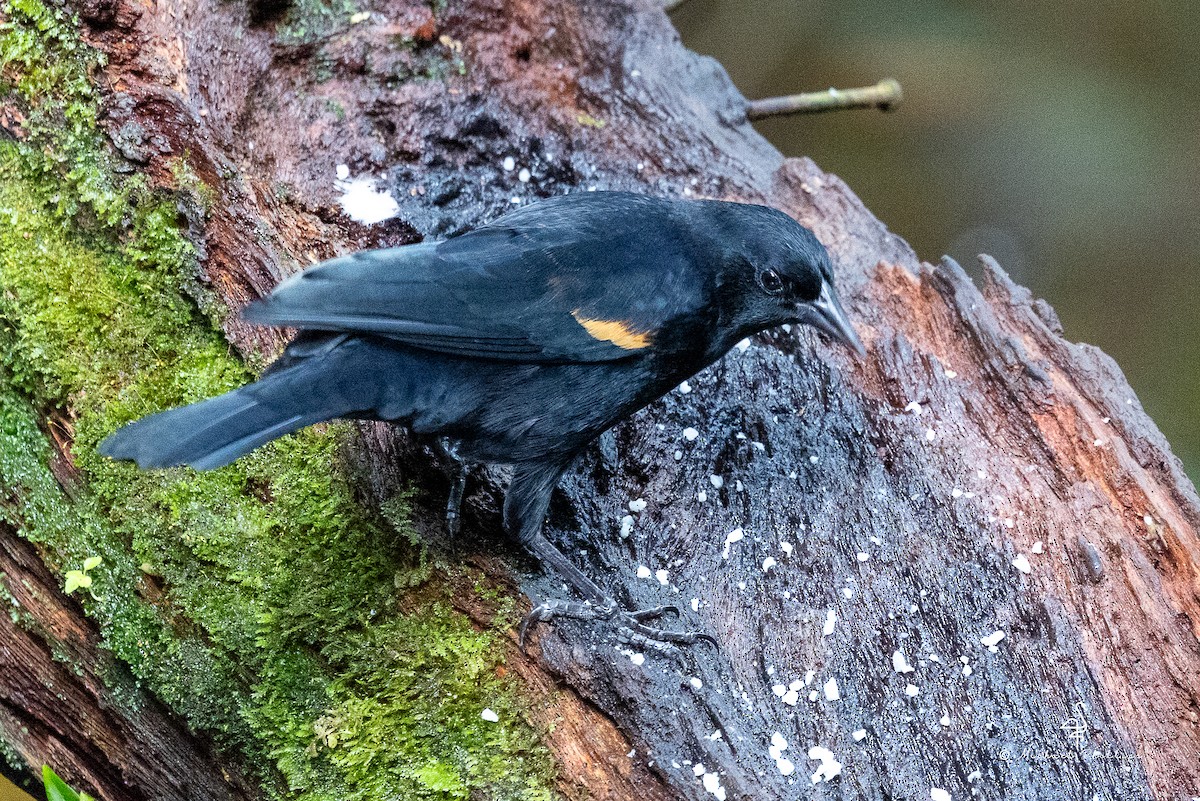 Красноплечий трупиал - ML646676154