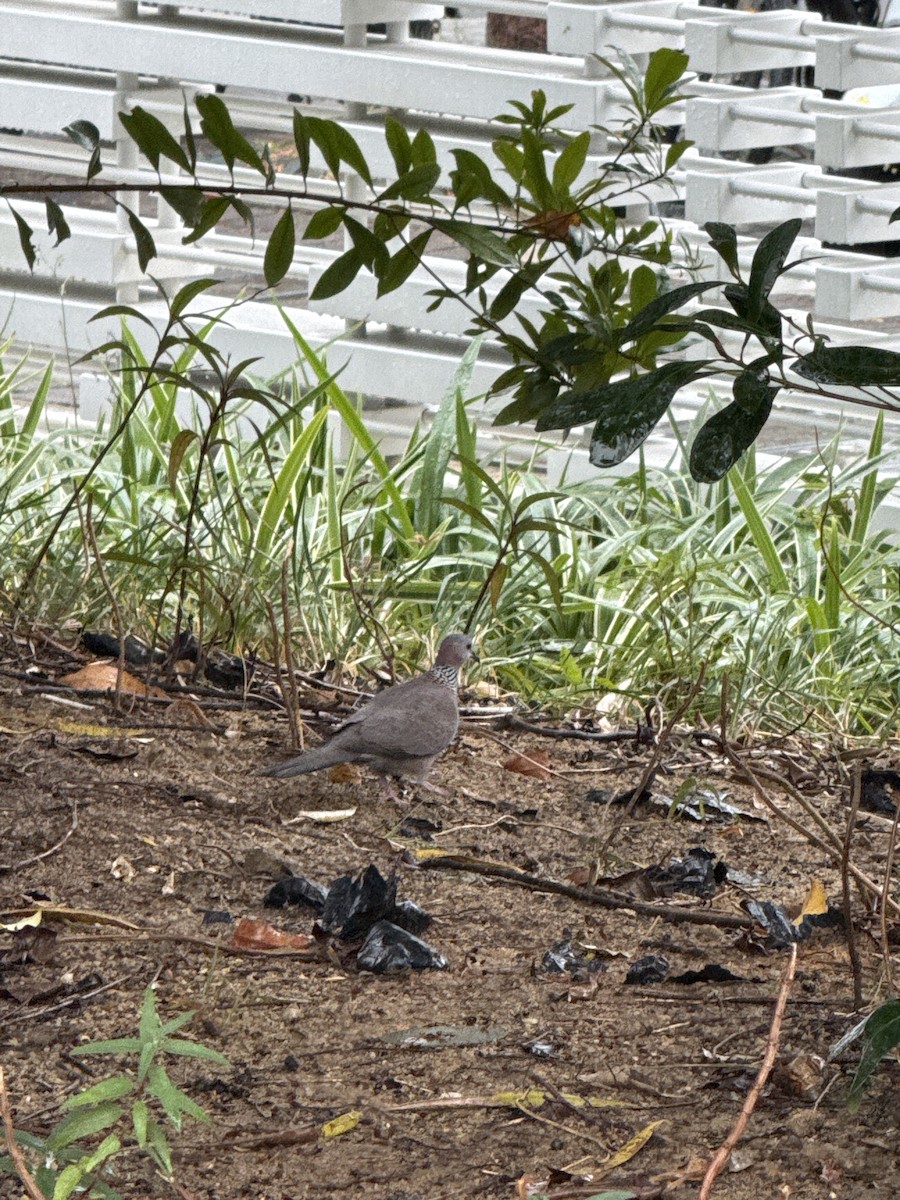 Spotted Dove - ML646676157