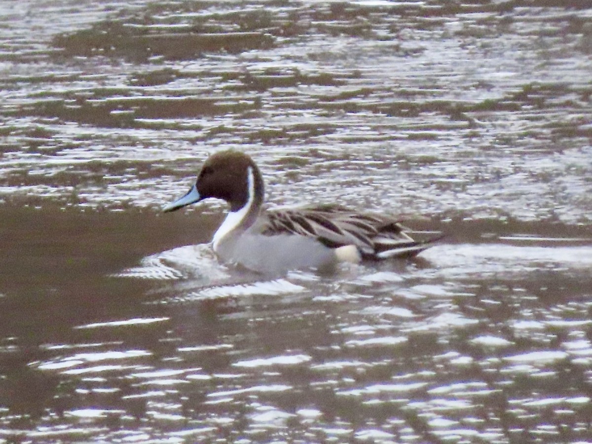 Northern Pintail - ML646676161