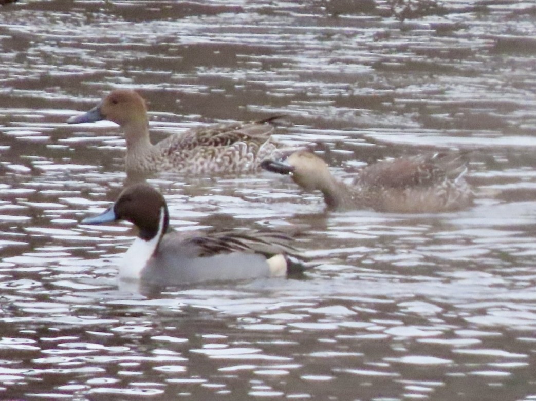 Northern Pintail - ML646676162