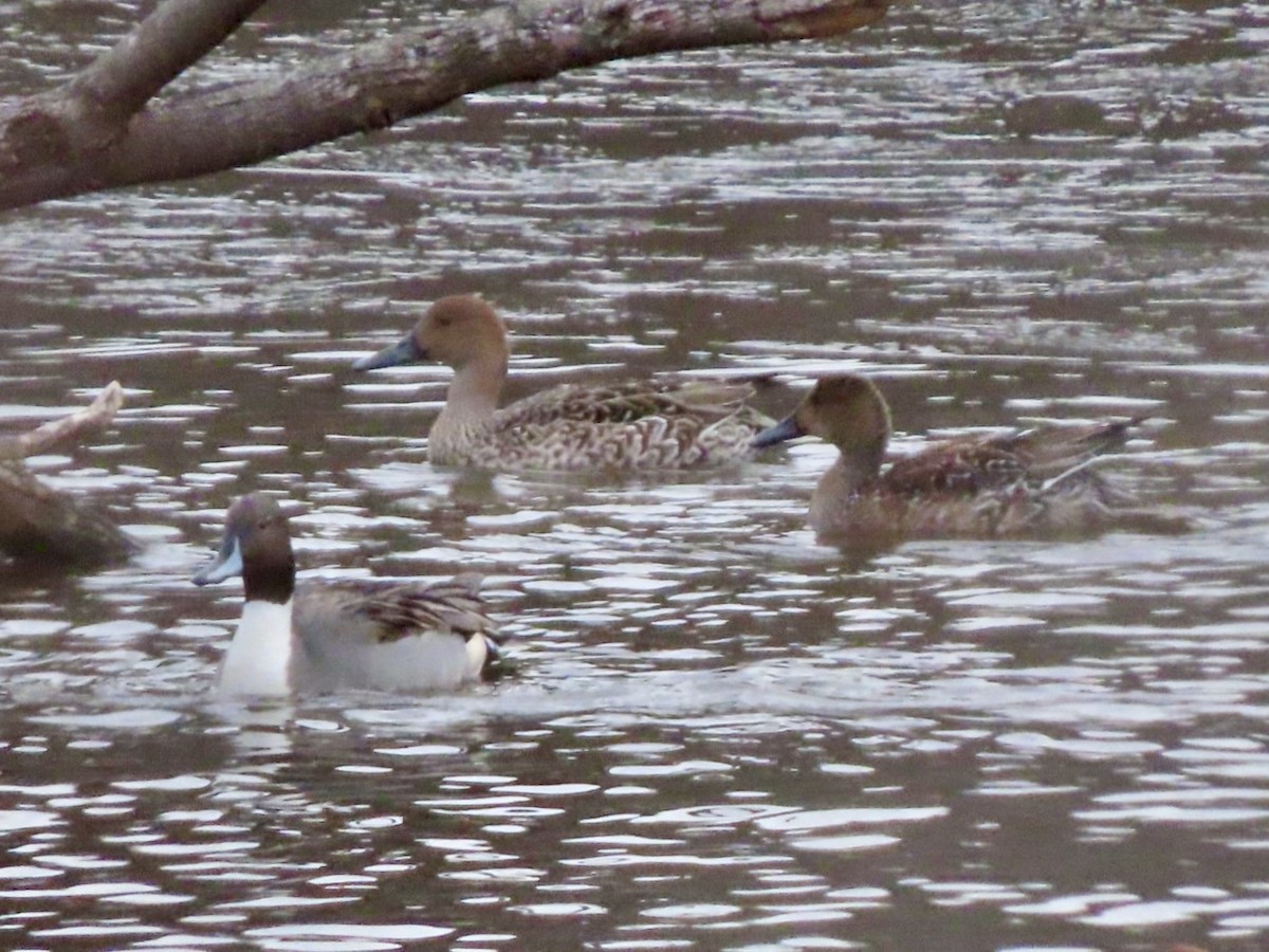 Northern Pintail - ML646676163