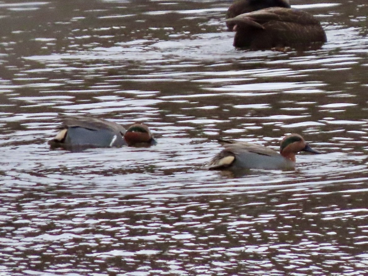 Green-winged Teal - ML646676170