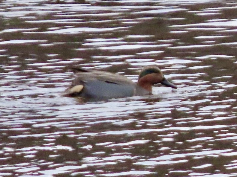 Green-winged Teal - ML646676171