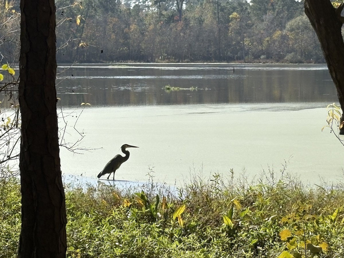 Great Blue Heron - ML646676174