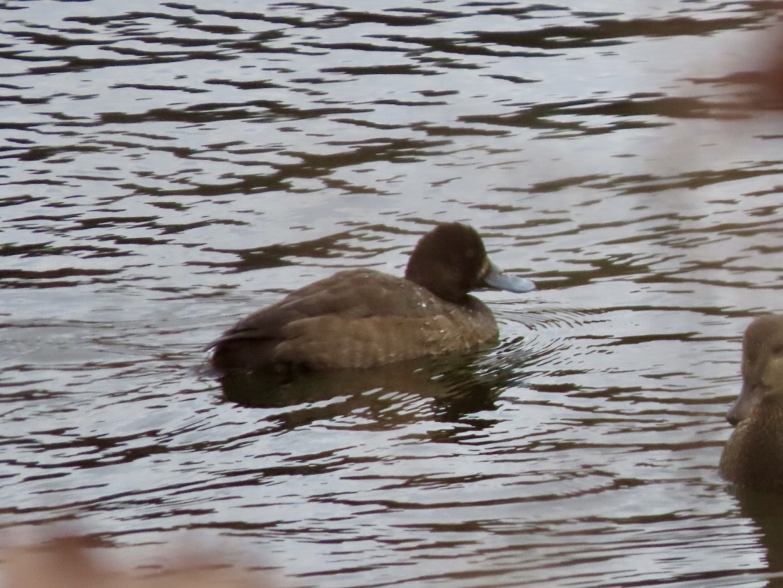 コスズガモ - ML646676177