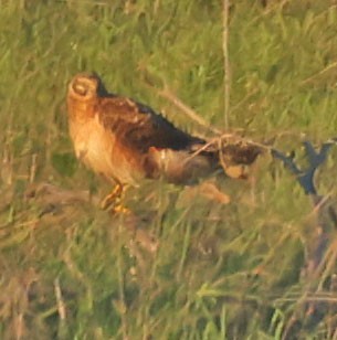 アメリカハイイロチュウヒ - ML646676180