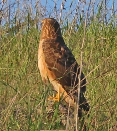 アメリカハイイロチュウヒ - ML646676181