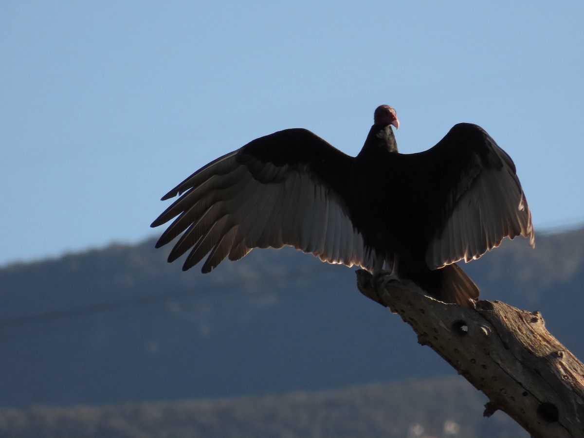 Turkey Vulture - ML646676182