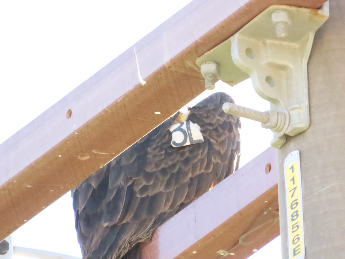Turkey Vulture - ML646676183