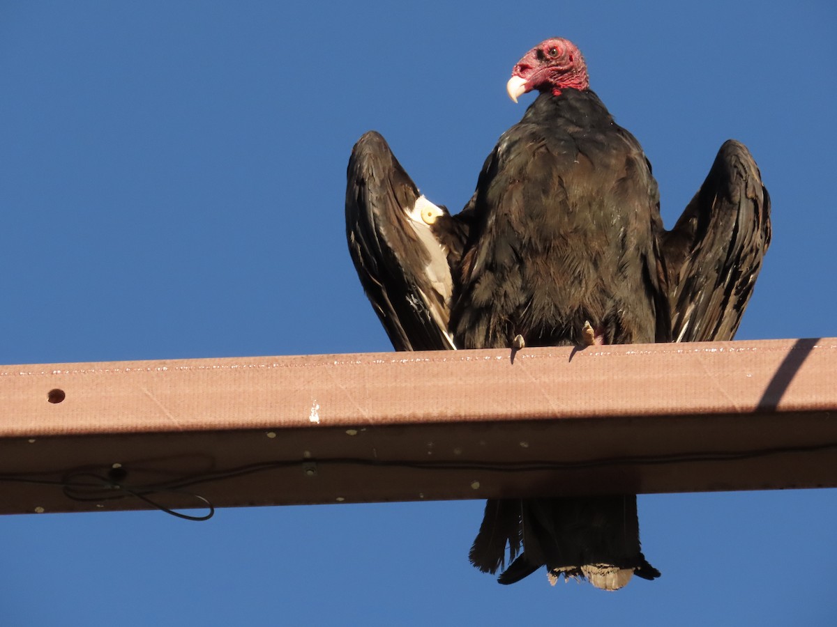 Turkey Vulture - ML646676184