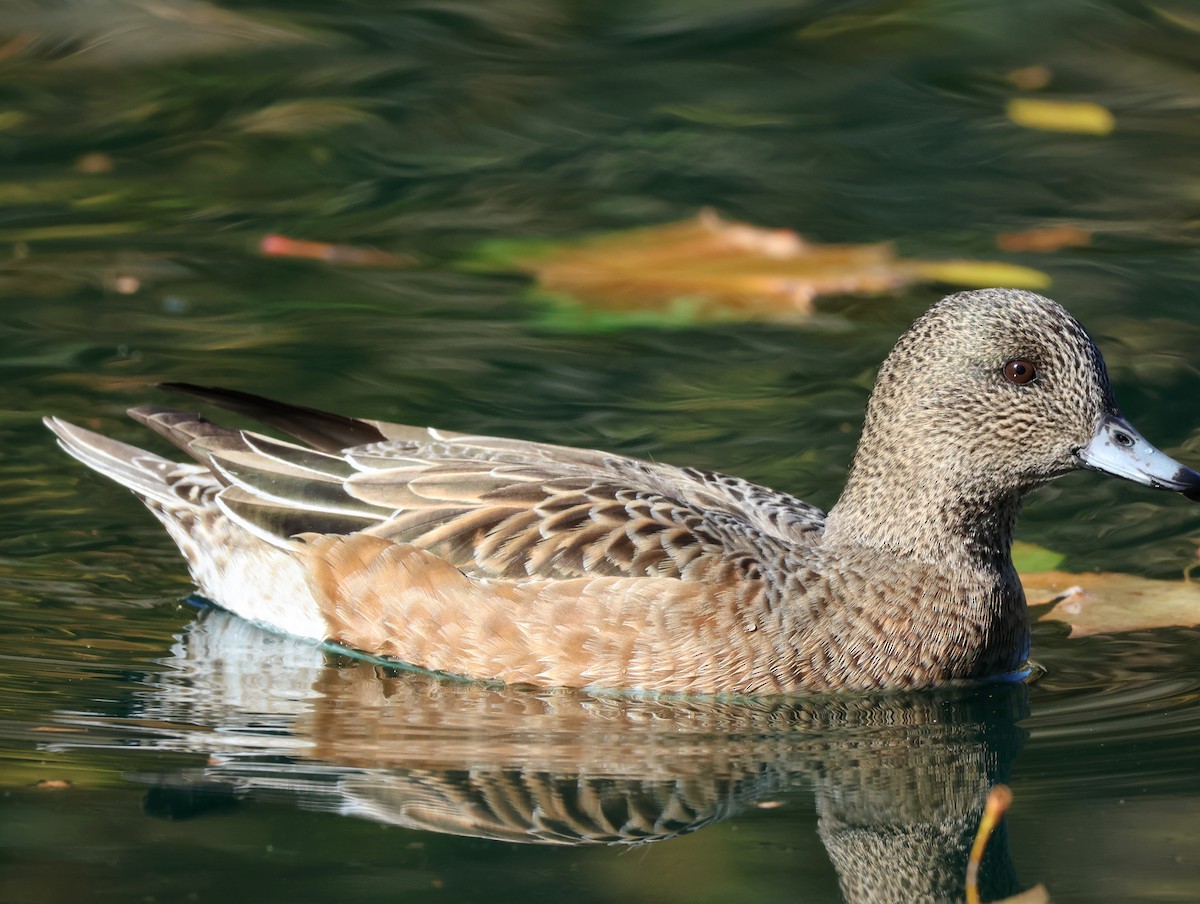 hvízdák americký - ML646676185