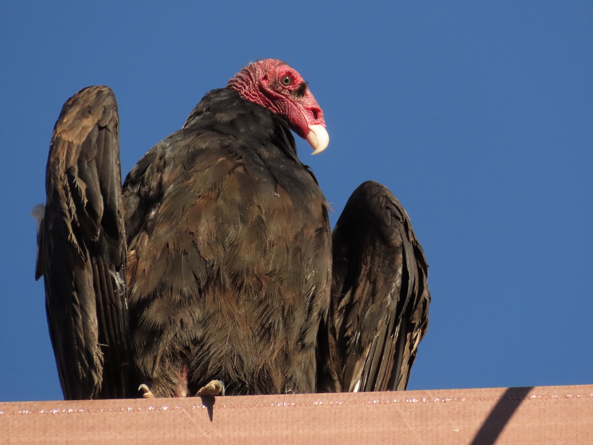 Turkey Vulture - ML646676186