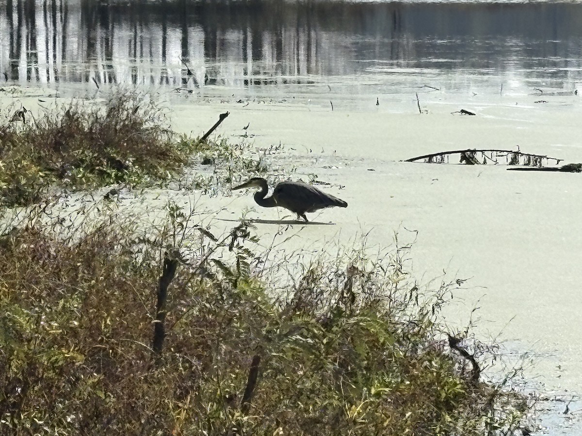 Great Blue Heron - ML646676188