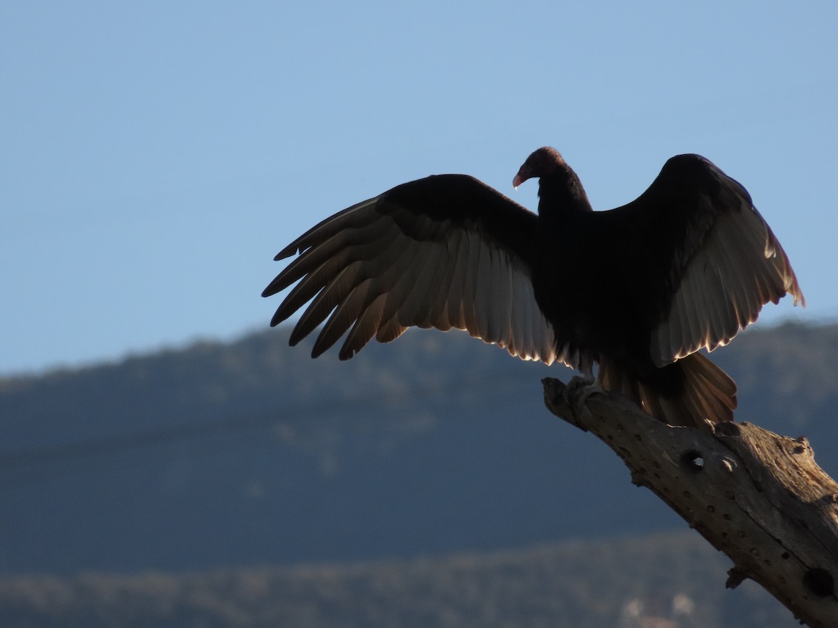 Turkey Vulture - ML646676189