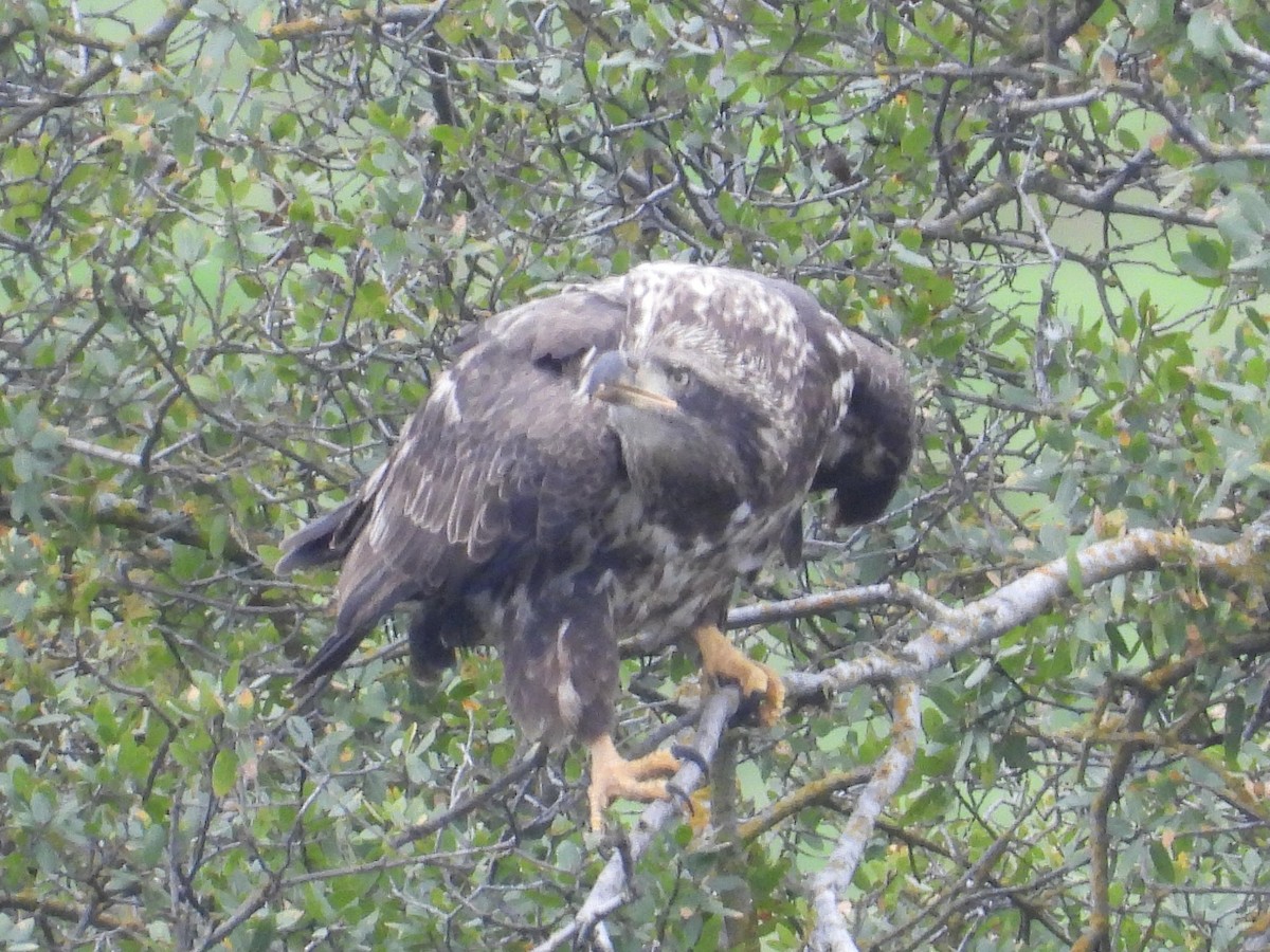 Белоголовый орлан - ML646676190