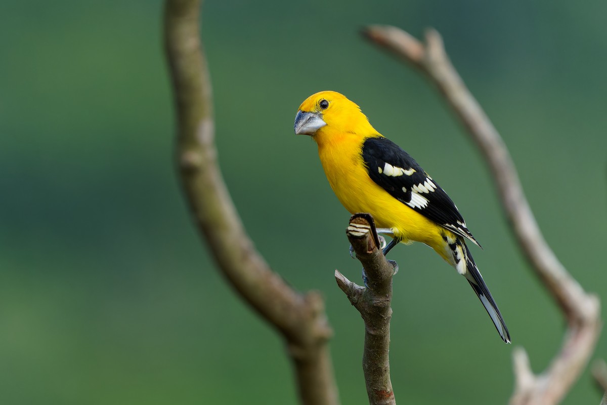 Жёлтый толстонос - ML646676193