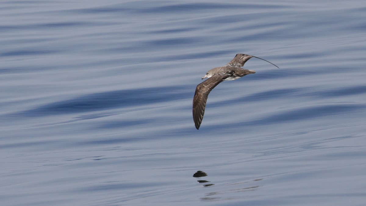 Розовоногий буревестник - ML646676194